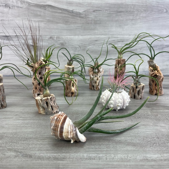 🔆AIR PLANT DRYED CACTUS 🔆 REAL PLANTS DECOR - Picture 9 of 9